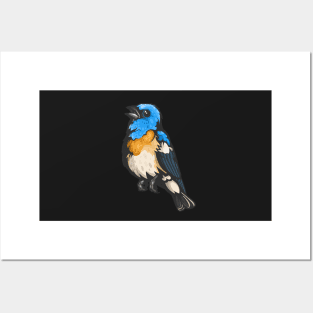 Lazuli Bunting Posters and Art